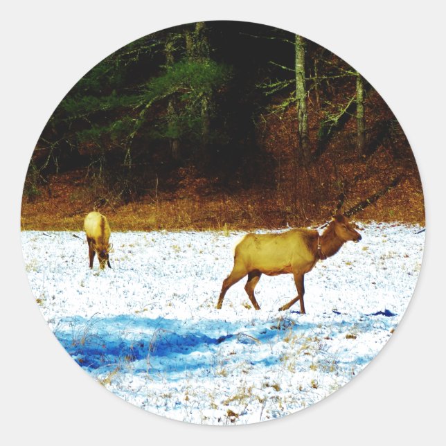 ADESIVO DSC00131.JPG (Frente)