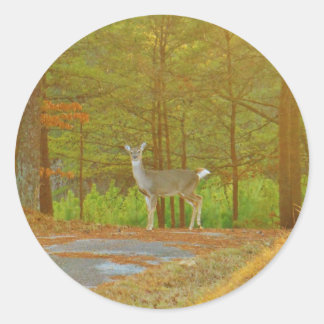 ADESIVO DSCF4041.JPG