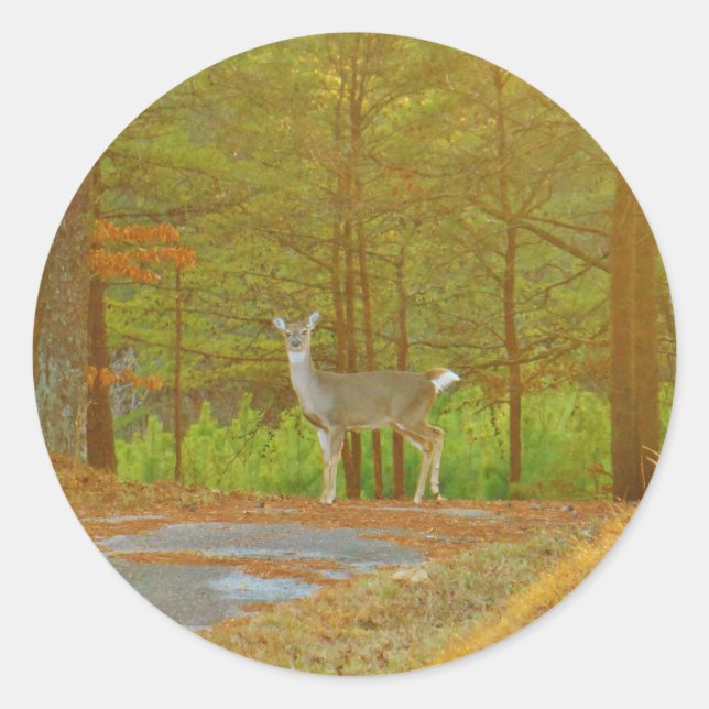 ADESIVO DSCF4041.JPG (Frente)