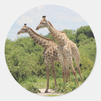 Adesivo Duas girafas