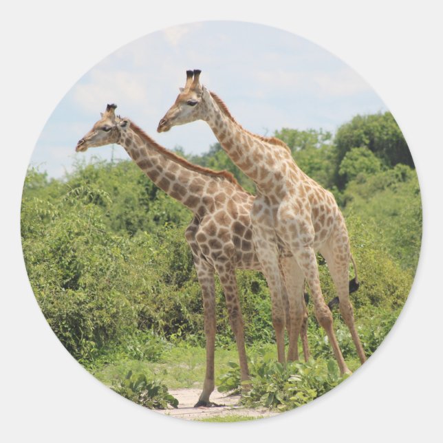 Adesivo Duas girafas (Frente)
