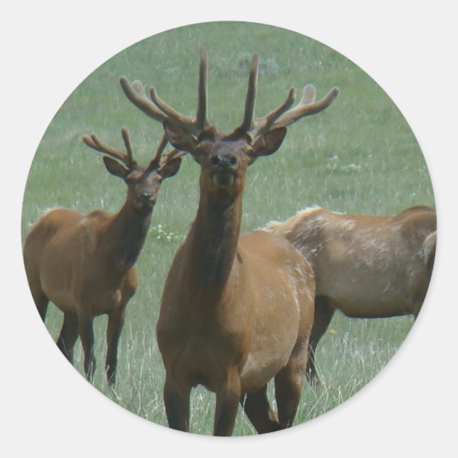 Adesivo E33 Bull Elk em Velvet (Frente)