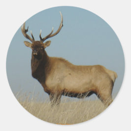 Adesivo E43 Young Bull Elk