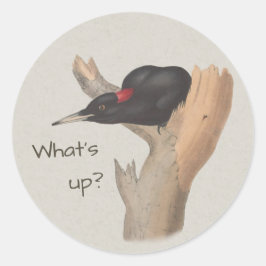 Adesivo E aí? Pica-pau preto curioso John Gould