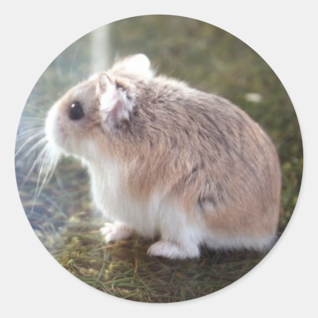 Adesivo É uma abelha? (Frente)