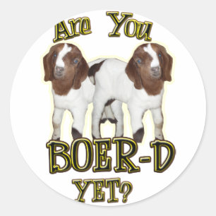 ADESIVO É VOCÊ BOER-D AINDA? CABRAS DO BOER