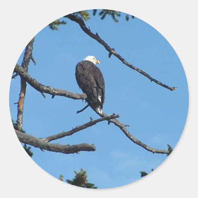 Adesivo Eagle Sticker (Frente)