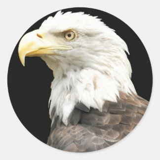 Adesivo Eagles Stare