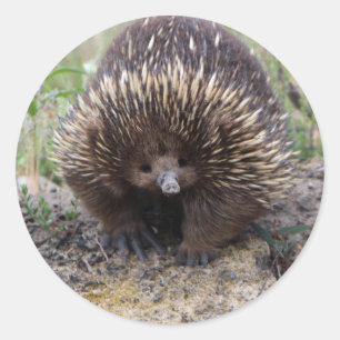 Adesivo Echidna bonito de Austrália