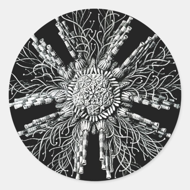 Adesivo Echinidea Sticker (Frente)