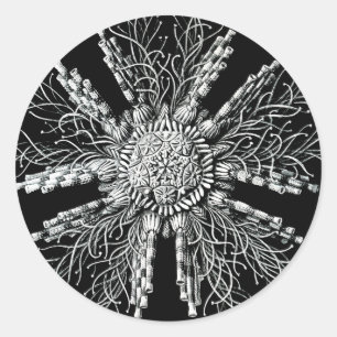 Adesivo Echinidea Sticker