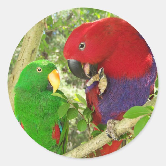 Adesivo Eclectus Pair (Frente)