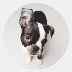 Adesivo Edison Boston Terrier cachorrinho.