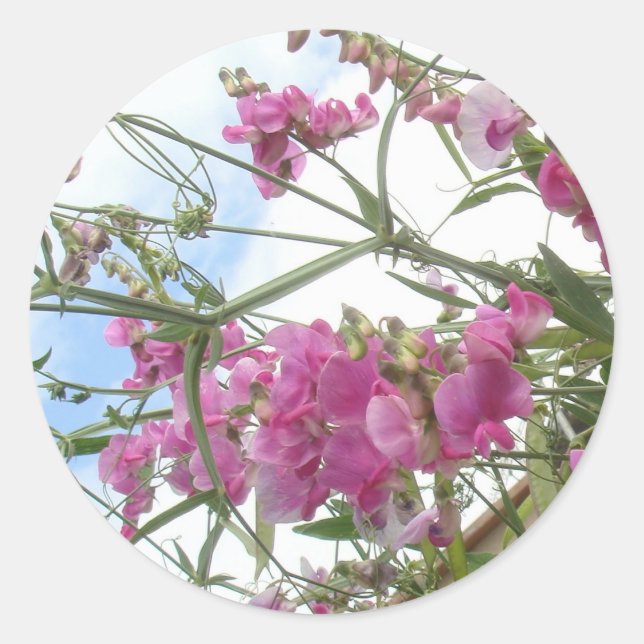 Adesivo edulcorante (Frente)