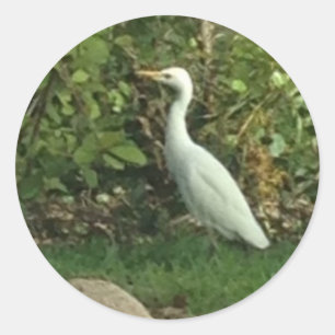 Adesivo Egret branco