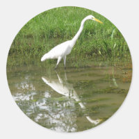 Egret Branco do excelente