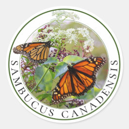 Adesivo Elderberry Sambucus e Monarca Butterfly