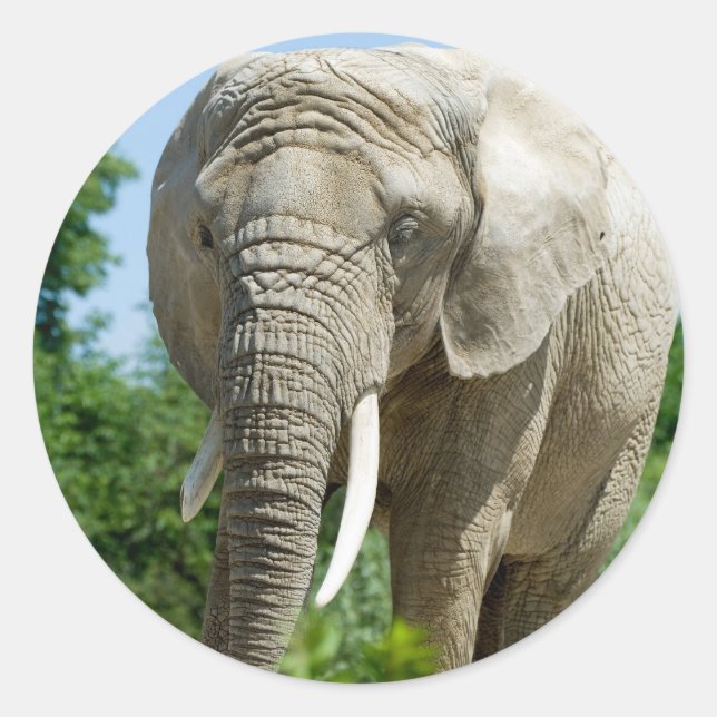 Adesivo Elefante (Frente)