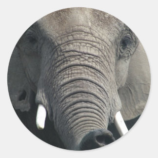 Adesivo Elefante