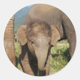Adesivo Elefante do bebê
