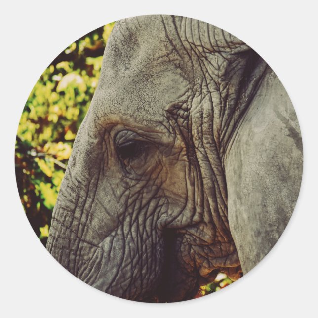 Adesivo Elefante majestoso (Frente)