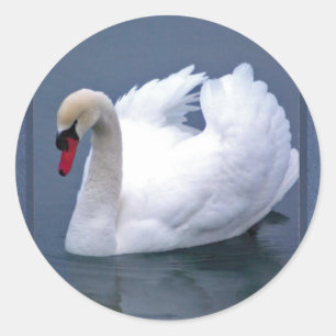 ADESIVO ELEGÂNCIA DA CISNE