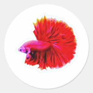 Adesivo Elegante Betta Cauda de Rosa Vermelha - Fl