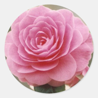 ADESIVO ELEGANTE PINK ROSE