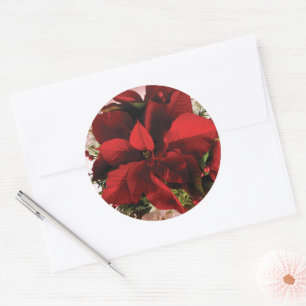 Adesivo Elegante Poinsettia de Natal Vermelho