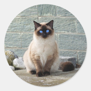 Adesivo Elegante Siamês Cat Photo Classic Round Sticker