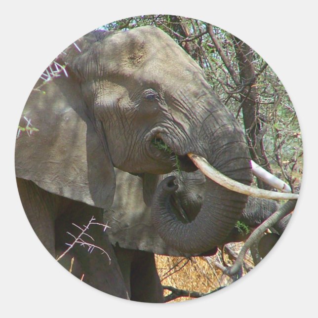 Adesivo Elephant Stickers (Frente)