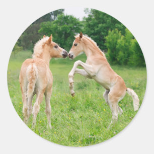 Adesivo Elevação bonito dos potros dos cavalos de