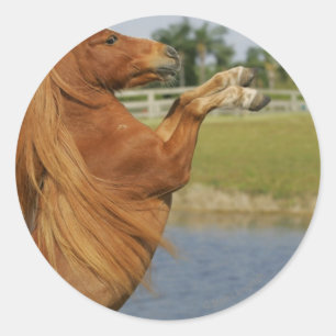 Adesivo Elevação diminuta do cavalo