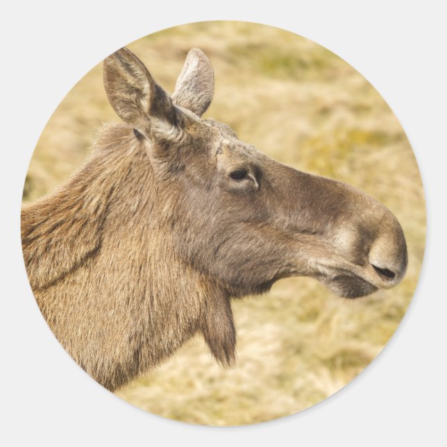 Adesivo Elk Eurasiano (Frente)