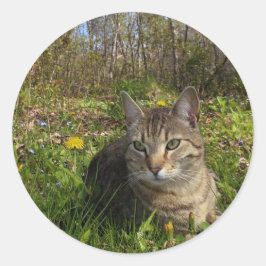 Adesivo Em Sua Zona De Conforto