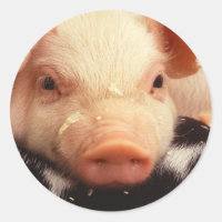 Encaixe Adorável de Rosto de Suíno