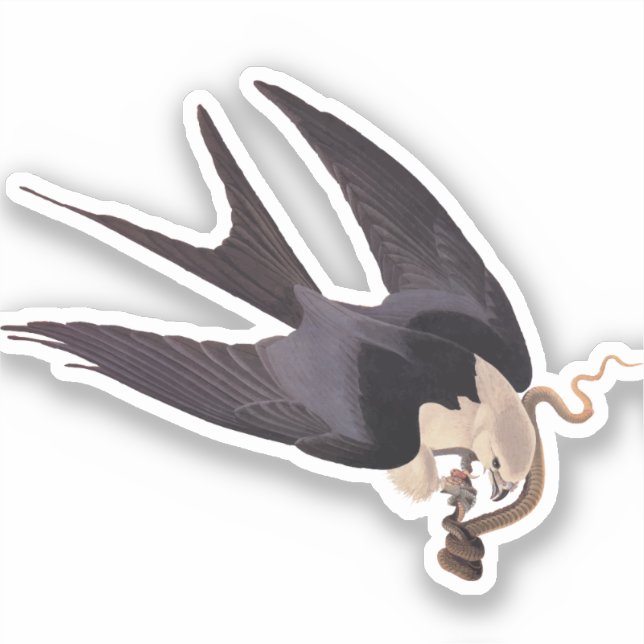 Adesivo Engolir Hawk Alcance com Cobra Vintage Audubon (Frente)