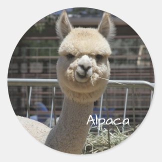 Adesivo Engraçado Alpaca Sticker