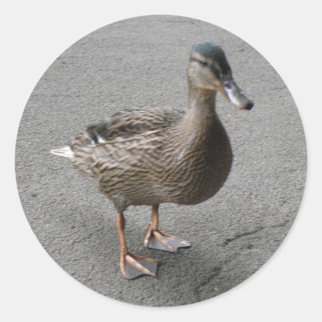 Adesivo Engraçado Pato-Pato (Frente)