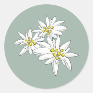Adesivo Envelope Edelweiss Elegantes Flores Silvestres Des