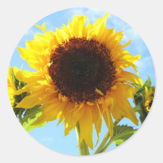 Adesivo Envelope Sunflower Seals ou Stickers