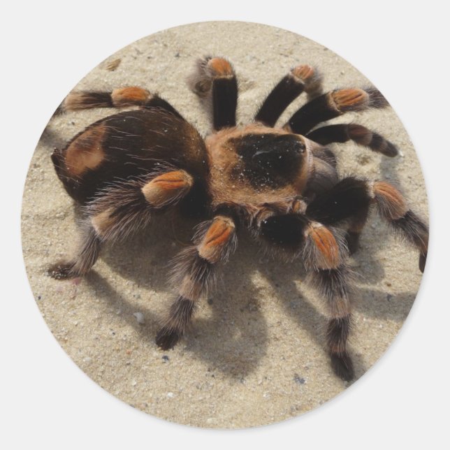 Adesivo Envenenamento tarantula brachypelma vermelho-joelh (Frente)