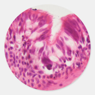 Adesivo Epitélio Ciliated sob o microscópio