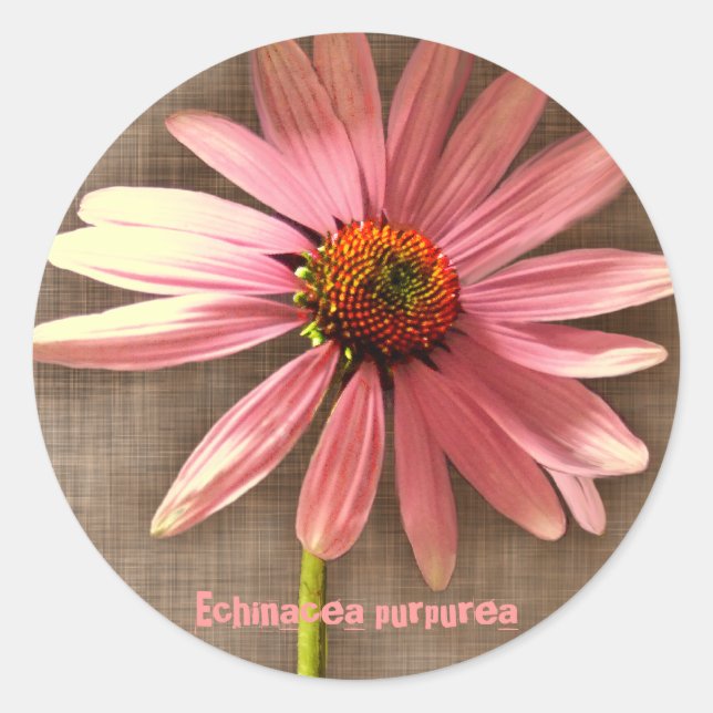 Adesivo Equinácea Flor de Cone Roxa Echinacea purpurea (Frente)