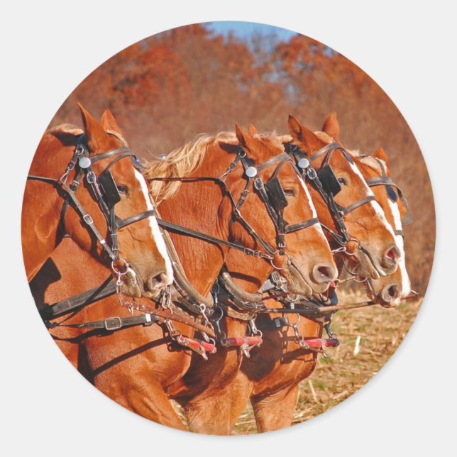Adesivo Equipe de Cavalos no Campo (Frente)
