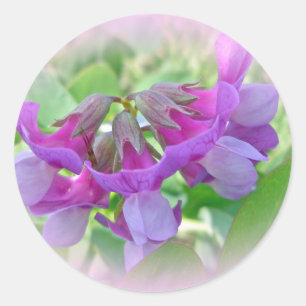 Adesivo Ervilha de praia - Lathyrus japonicus - Wildflower