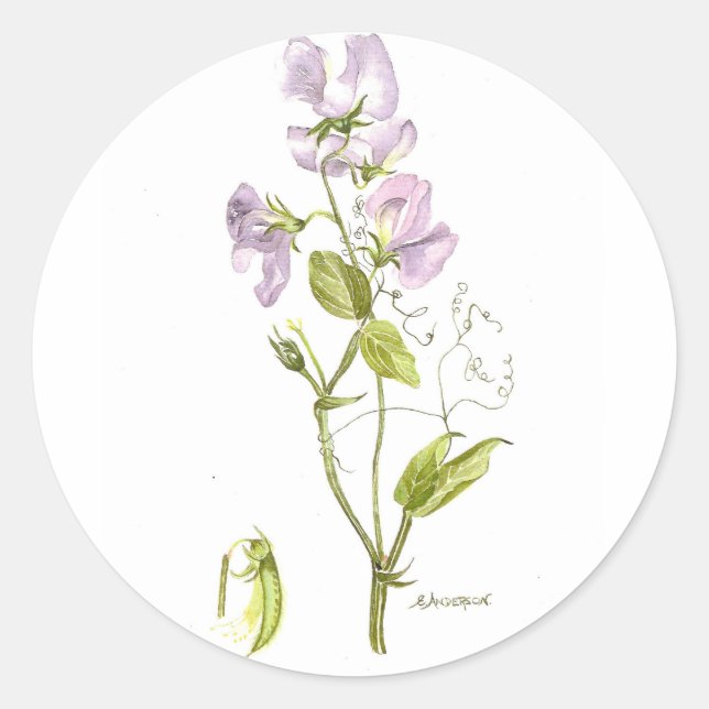 Adesivo ervilha doce (Frente)