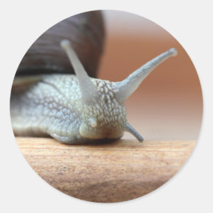 Adesivo Escargot
