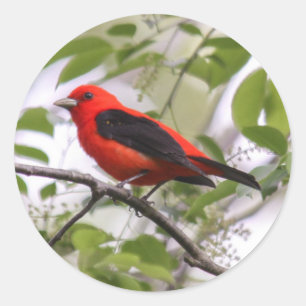 Adesivo Escarlate de Tanager