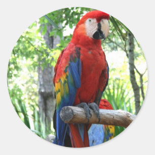 Adesivo Escarlate do macaw, design vermelho do photograp